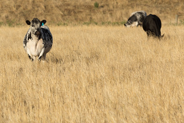 Speckled Park Cattle
