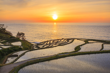 Rice terraces at sunset, Shiroyone senmaida