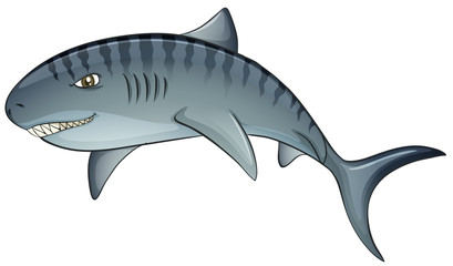 Tiger shark
