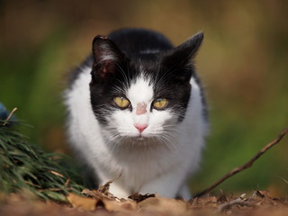 ハチワレの仔猫