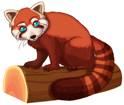 recommend clip art: Red panda