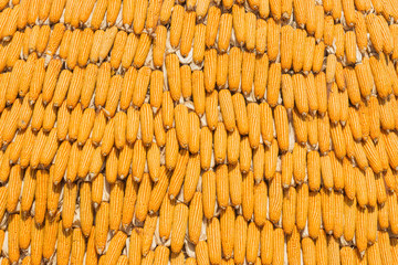 Dry corn in farm