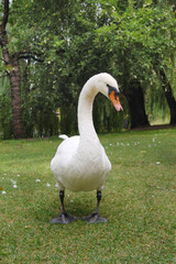 A white swan on green summer background