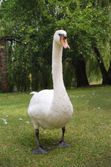 A white swan on green summer background