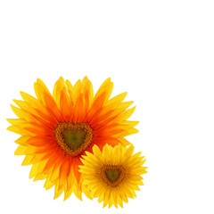 two flower sunflower in the shape of heart