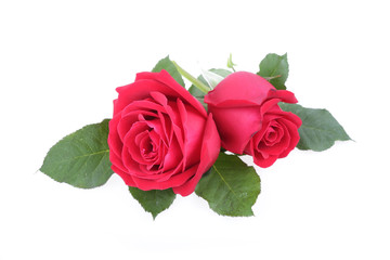red rose isolated on white background