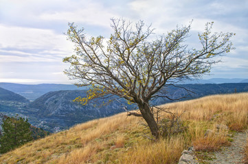 naked tree in autumn mountains