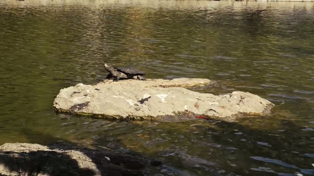 Turtle on a rock in a pond in the afternoon.