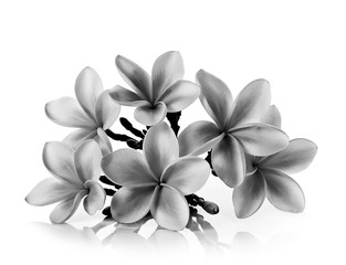 Tropical flowers frangipani (plumeria) black and white isolated