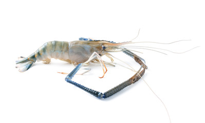 Fresh shrimp on a white background.