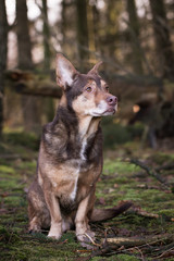 Naklejka premium Hunde Portrait