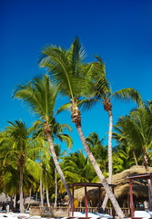 Naklejka premium Tropical summer beach with palm leaf tree branch
