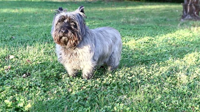 Cairn terrier, chien