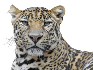 Isolated portrait of leopard