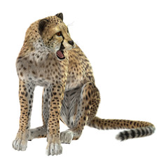 Cheetah