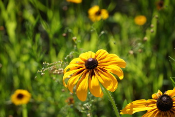 Flower in the Sun
