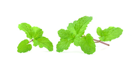 Fresh mint close up on white