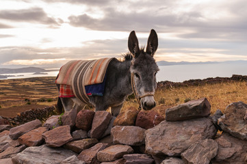 Puno, Titicaca lake