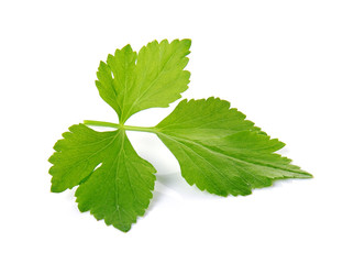 Celery on over white background