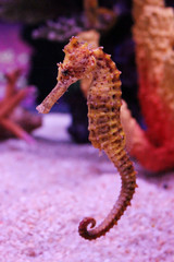 Close-up Seahorse (Hippocampus comes) swimming.