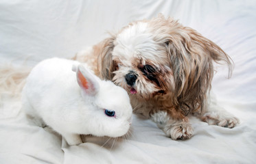 Dog and rabbit playing