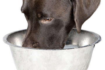 Dog Drinking from Bowl
