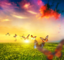 Bunte Schmetterlinge fliegen über Frühlingswiese mit Blumen