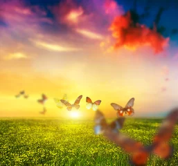 Selbstklebende Fototapete Frühling Bunte Schmetterlinge fliegen über Frühlingswiese mit Blumen