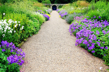 Violet geranium flowers along the path - 76054558