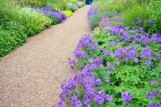 Violet geranium flowers along the path