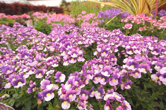 Violet and pink nemesia flowers close up