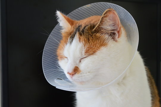 Collerette Photos Illustrations Vecteurs Et Videos Libres De Droits Adobe Stock