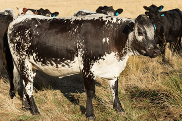 Speckle Park Cow