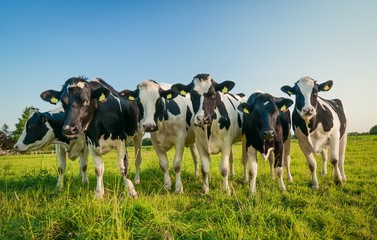 Neugierige Holstein-Friesian Rindergruppe auf der Weide - obrazy, fototapety, plakaty