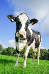 Holstein-Friesian Milchkuh auf  der Sommerweide