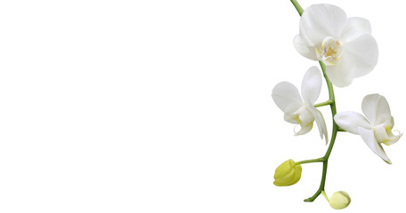 orchid, orchis, white, background, flower, spa