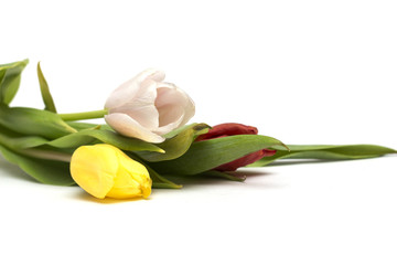 Fototapeta premium Colored tulips. Photo.