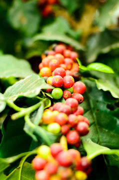 coffee bean on a branch,coffee tree