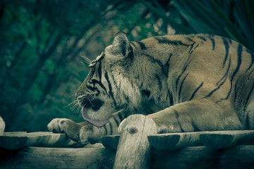 Amur tiger lying on a platform of planks. Toned