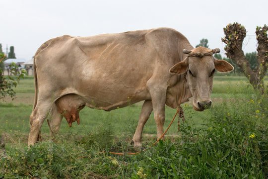 Big american cow on the meadow