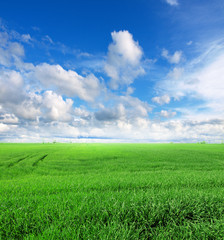 green wheat field