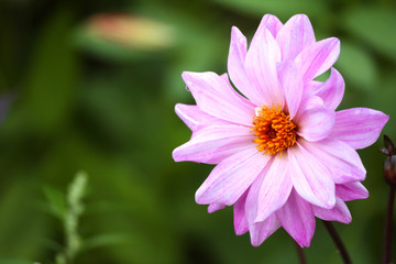 Obraz premium Rosa Dahlieblüte