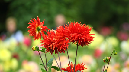 Rote Dahlienblüten