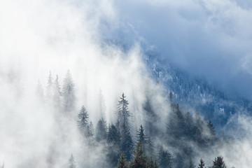 Foret dans le brouillard-Savoie