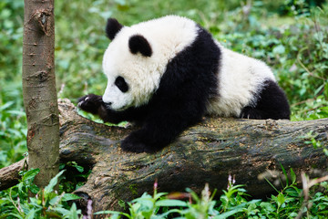 Obraz na płótnie Canvas Panda bear cub playing Sichuan China