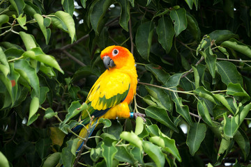 Sun conure parrot on the tree