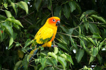 Sun conure parrot on the tree