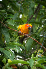 Sun conure parrot on the tree