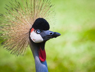 Fototapeta premium Grey Crowned Crane