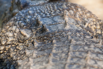 crocodile leather background